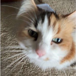 Meet your Posher, Holly